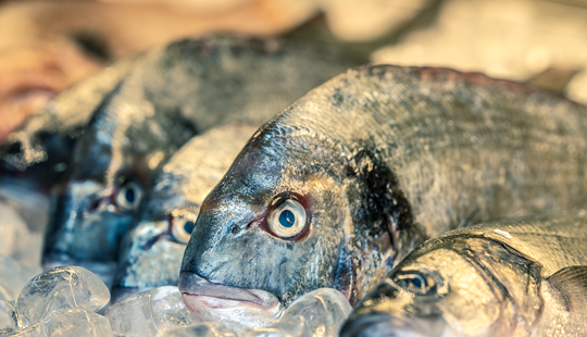Doença da urina preta: estados registram casos de síndrome relacionada ao consumo de pescados sem procedência